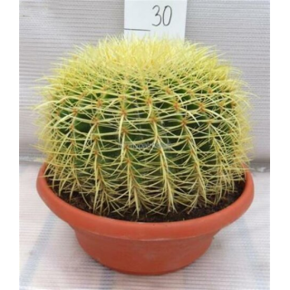 Echinocactus grusonii - pot Ø 25 cm