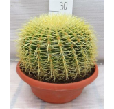 Echinocactus grusonii - pot Ø 25 cm