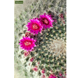 Echinocactus grusonii - pot Ø 25 cm