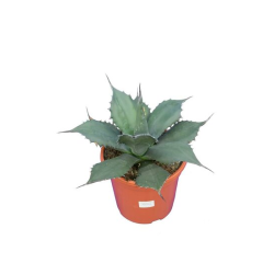 Agave ferox Ø 24 cm - 8 Ltr.