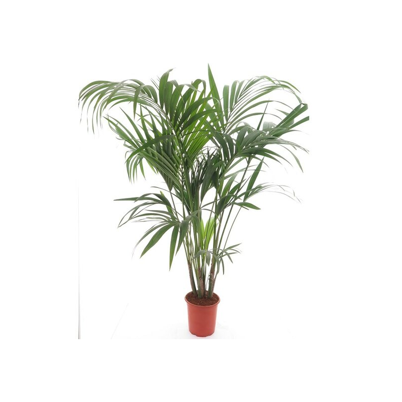 Howea forsteriana - hauteur totale 160-180 cm - pot Ø 24 cm