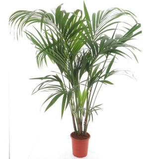 Howea forsteriana - hauteur totale 160-180 cm - pot Ø 24 cm