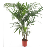 Howea forsteriana - hauteur totale 160-180 cm - pot Ø 24 cm