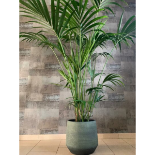 Howea forsteriana - hauteur totale 160-180 cm - pot Ø 24 cm