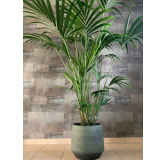 Howea forsteriana - hauteur totale 160-180 cm - pot Ø 24 cm