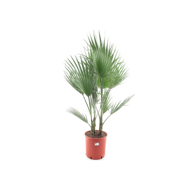 Washingtonia robusta multitrunk - hauteur totale 120-140 cm - pot Ø 26 cm