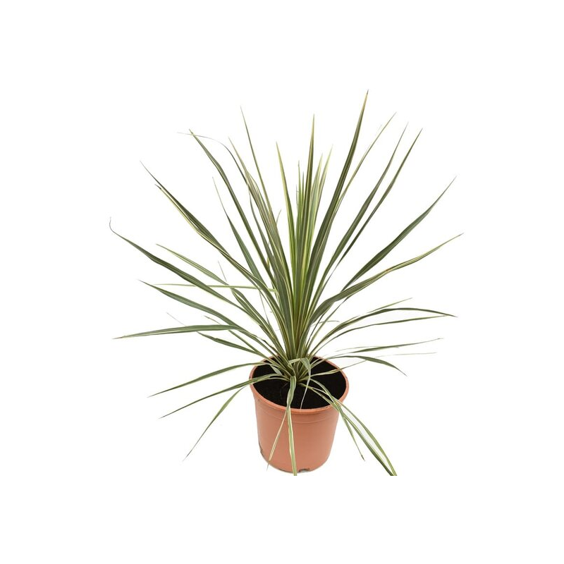 Cordyline australis Torbay Dazzler - hauteur totale 60-80 cm - pot Ø 22 cm