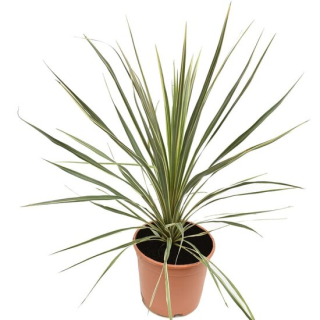 Cordyline australis Torbay Dazzler - hauteur totale 60-80 cm - pot Ø 22 cm