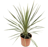 Cordyline australis Torbay Dazzler - hauteur totale 60-80 cm - pot Ø 22 cm