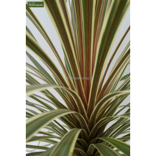 Cordyline australis Torbay Dazzler - hauteur totale 60-80 cm - pot Ø 22 cm