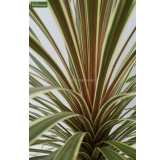 Cordyline australis Torbay Dazzler - hauteur totale 60-80 cm - pot Ø 22 cm