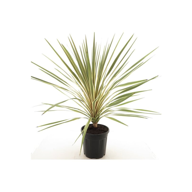 Cordyline australis Torbay Dazzler - hauteur totale 80-100 cm - pot Ø 21 cm