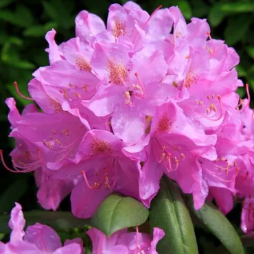 Rhododendron Roseum Elegans - hauteur totale 50-60 cm - pot 5 ltr