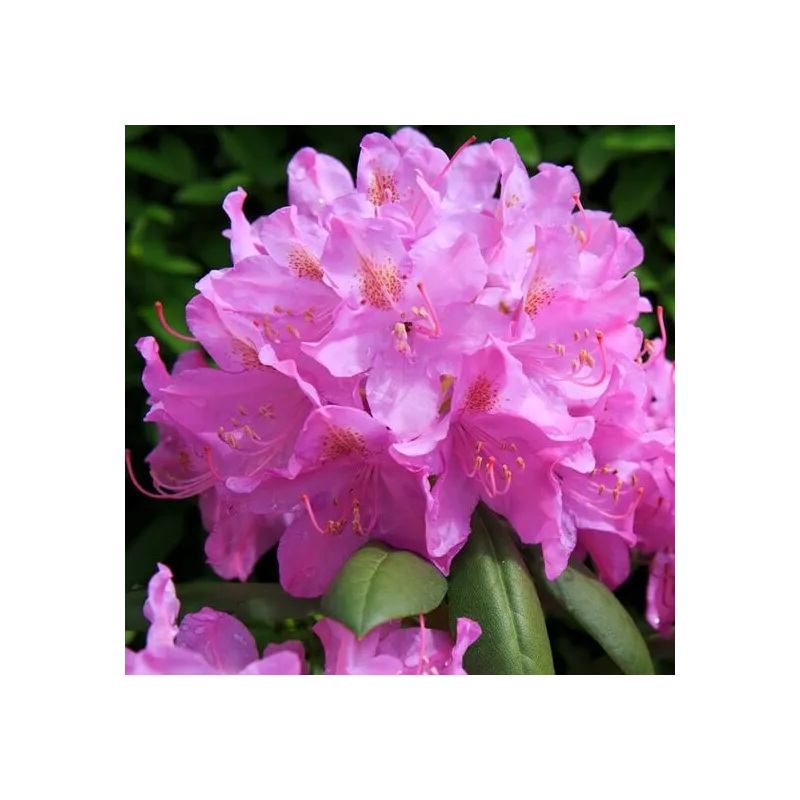 Rhododendron Roseum Elegans - hauteur totale 50-60 cm - pot 5 ltr