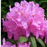 Rhododendron Roseum Elegans - hauteur totale 50-60 cm - pot 5 ltr