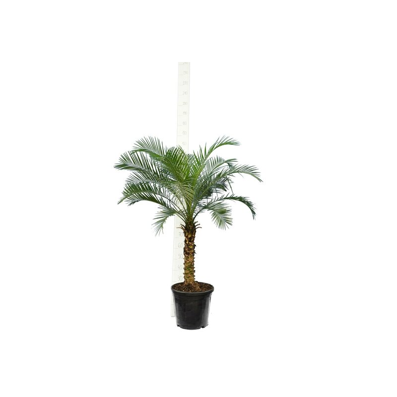 Phoenix roebelenii - tronc 50-60 cm - Hauteur totale 120-140 cm  - Ø 27 cm pot