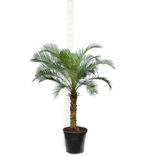 Phoenix roebelenii - tronc 50-60 cm - Hauteur totale 120-140 cm  - Ø 27 cm pot