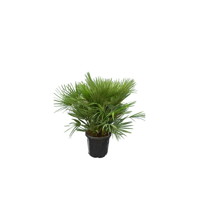 Chamaerops humilis Vulcano - hauteur totale 80-100 cm - pot Ø 40 cm