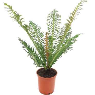 Blechnum brasiliense - pot Ø 21 cm