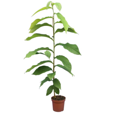 Asimina triloba - hauteur totale 90+ cm - pot Ø 19 cm