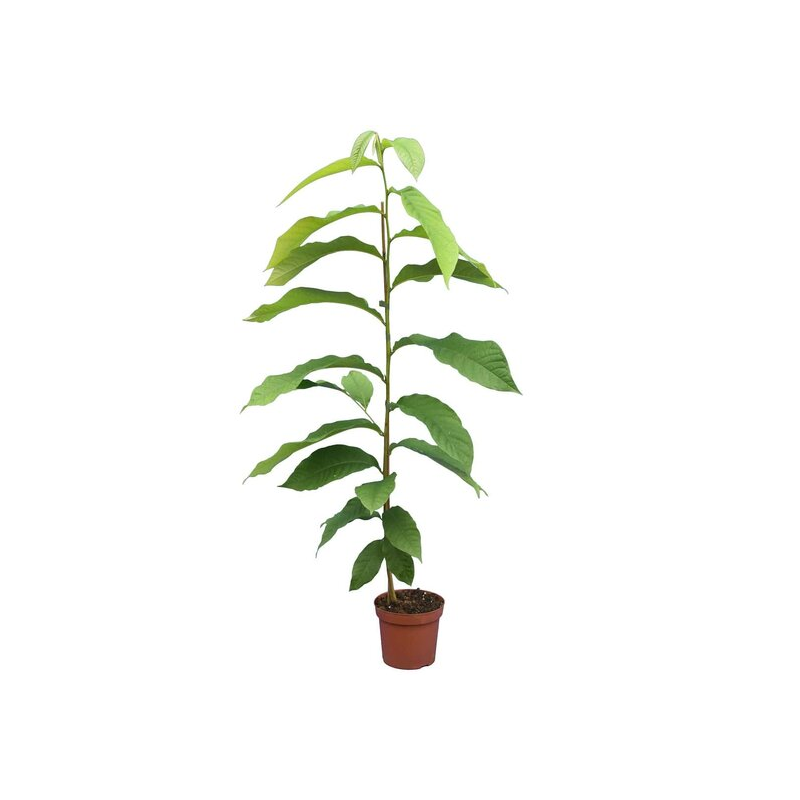 Asimina triloba - hauteur totale 90+ cm - pot Ø 19 cm