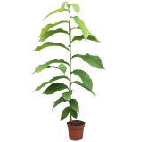 Asimina triloba - hauteur totale 90+ cm - pot Ø 19 cm