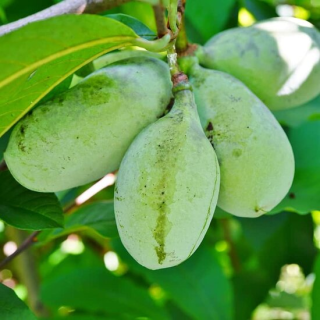 Asimina triloba - hauteur totale 90+ cm - pot Ø 19 cm