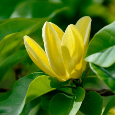 Magnolia × brooklynensis Yellow Bird - hauteur totale 100-120 cm - pot Ø 19 cm