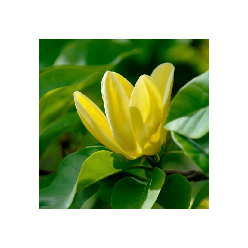 Magnolia × brooklynensis Yellow Bird - hauteur totale 100-120 cm - pot Ø 19 cm