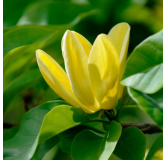 Magnolia × brooklynensis Yellow Bird - hauteur totale 100-120 cm - pot Ø 19 cm