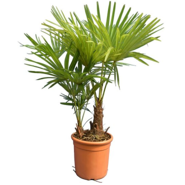 Trachycarpus fortunei multitroncs - hauteur totale 100-120 cm - pot Ø 28 cm