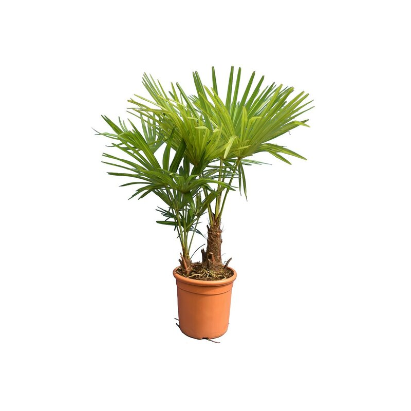 Trachycarpus fortunei multitroncs - hauteur totale 100-120 cm - pot Ø 28 cm