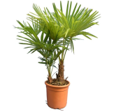 Trachycarpus fortunei multitroncs - hauteur totale 100-120 cm - pot Ø 28 cm