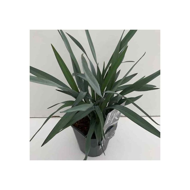 Dianella Blue Stream - pot 2 ltr