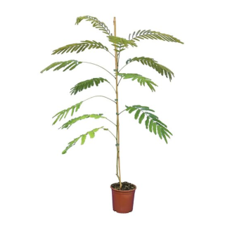 Albizia julibrissin Ombrella Boubri - hauteur totale 80+ cm - pot Ø 17 cm