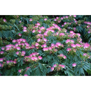 Albizia julibrissin Ombrella Boubri - hauteur totale 80+ cm - pot Ø 17 cm