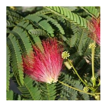 Albizia julibrissin Rouge - pot Ø 17 cm