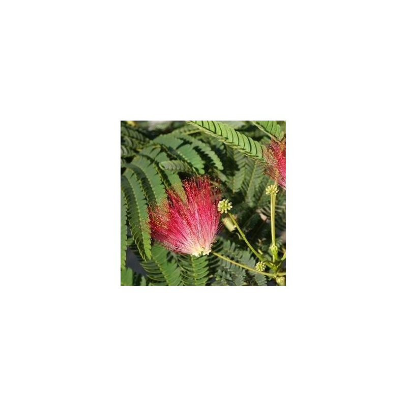 Albizia julibrissin Rouge - pot Ø 17 cm