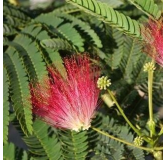 Albizia julibrissin Rouge - pot Ø 17 cm