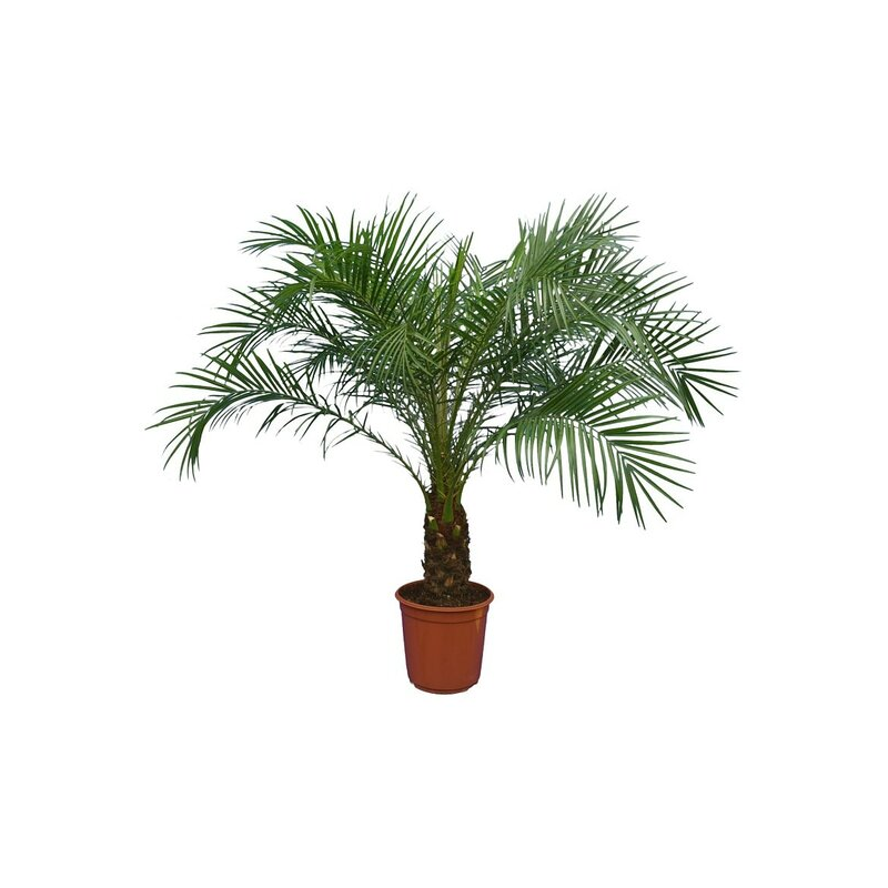 Phoenix roebelenii - tronc 20-30 cm - Hauteur totale 110-130 cm - pot Ø 24 cm