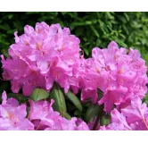 Rhododendron Roseum Elegans - hauteur totale 50-60 cm - pot 5 ltr