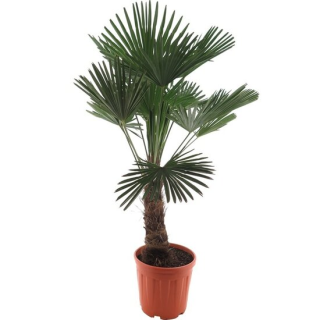 Trachycarpus wagnerianus - tronc 40-50 cm - hauteur totale 140-160 cm - pot Ø 35 cm