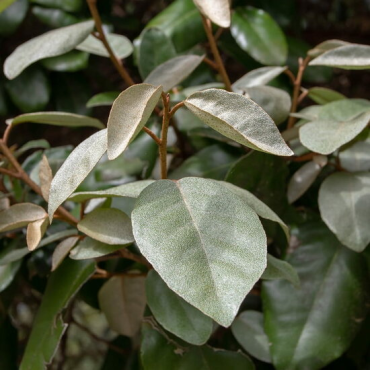 Elaeagnus ebbingei - hauteur totale 50+ cm - pot Ø 18 cm