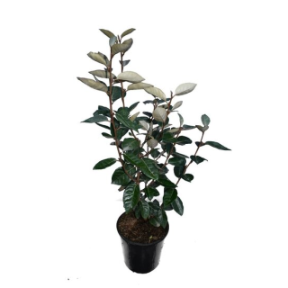 Elaeagnus ebbingei - hauteur totale 50+ cm - pot Ø 18 cm