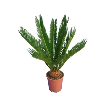 Cycas revoluta - hauteur totale 60-80 cm - pot Ø 17 cm