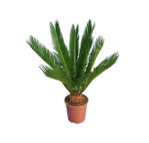 Cycas revoluta - hauteur totale 60-80 cm - pot Ø 17 cm