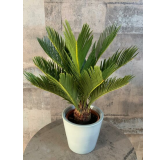 Cycas revoluta - hauteur totale 60-80 cm - pot Ø 17 cm