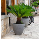 Cycas revoluta - hauteur totale 60-80 cm - pot Ø 17 cm