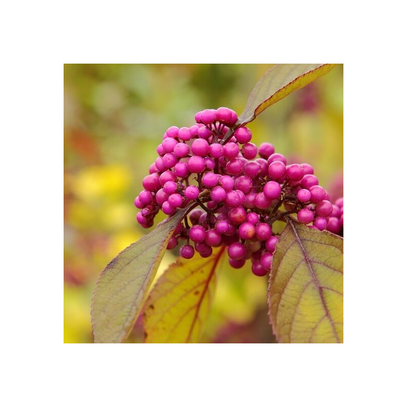 Callicarpa bodinieri Profusion - hauteur totale 100+ cm - pot Ø 21 cm