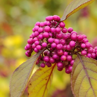 Callicarpa bodinieri Profusion - hauteur totale 100+ cm - pot Ø 21 cm